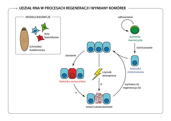 Rysunek-1-Udzial-RNA-w-procesach-regeneracji-i-wymiany-komorek