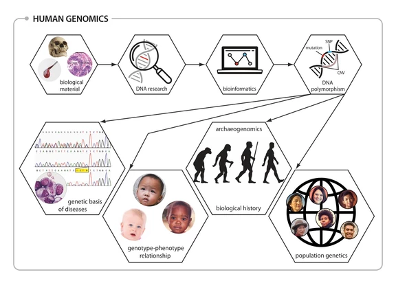 Rysunek-2-Genomika-czlowieka--obszary-dzialalnosci