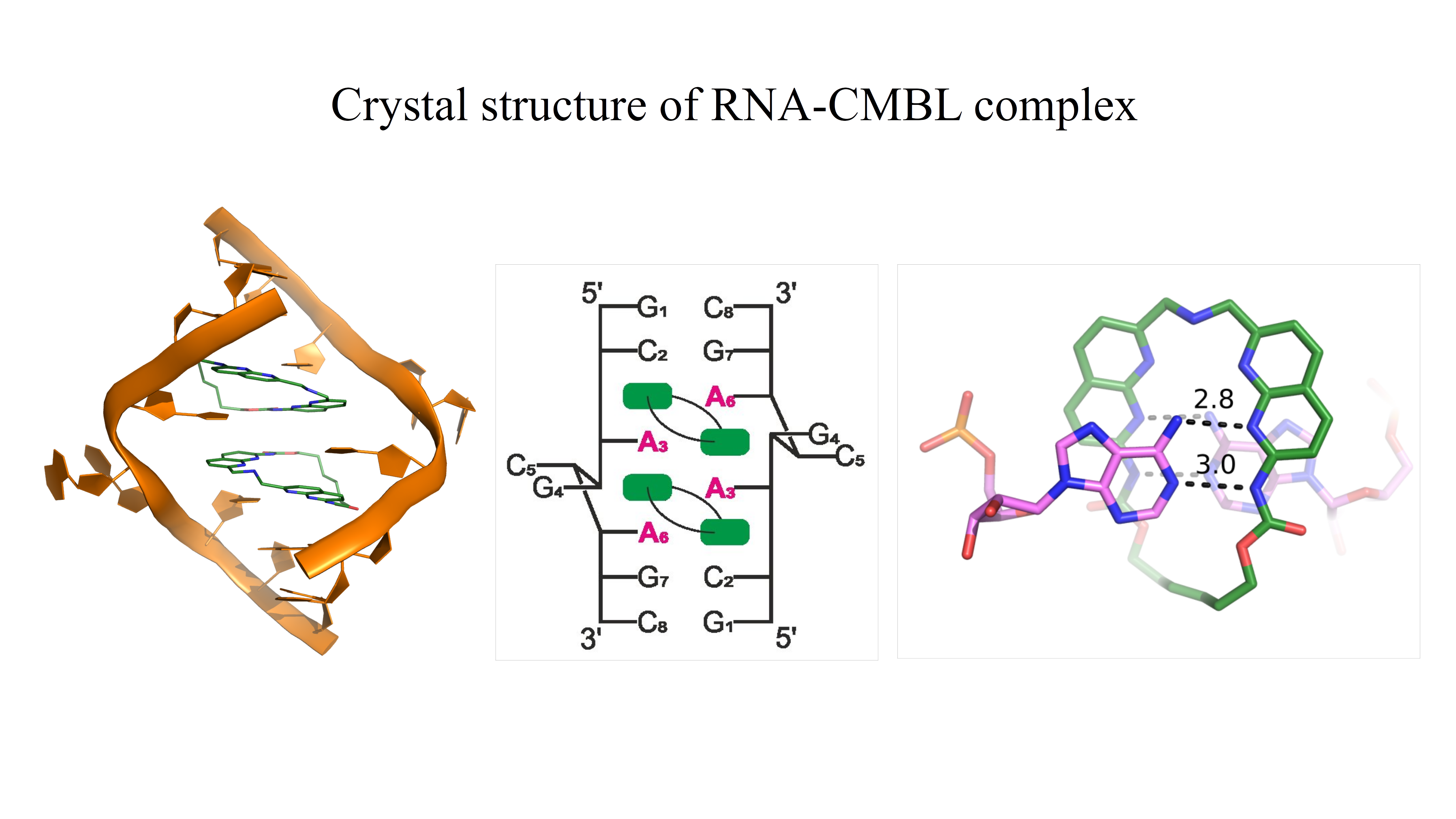 RNA-CMBL-compleks. Na rysunku przedstawiono strukturę krystaliczną RNA zawierającą powtórzenia CAG związane z patogenezą niektórych chorób neurodegeneracyjnych. Po lewej stronie znajduje się model krystaliczny kompleksu RNA z małą cząsteczką CMBL. W środkowej części helisy związane są dwie cząsteczki ligandu. Widać również, że na każdej z dwóch nici dupleksu dwie reszty: guanozyna i cytozyna, są wywinięte na zewnątrz helisy. W środkowej części rysunku znajduje się schemat kompleksu struktury krystalicznej przedstawionej po lewej stronie. Na schemacie widać dokładnie strukturę drugorzędową dupleksu. Każda cząsteczka ligandu oddziałuje z dwiema resztami adenozyn znajdujących się na przeciwnych niciach. Po prawej stronie rysunku pokazane jest szczegółowe oddziaływanie jednej reszty adenozyny z ligandem CMBL. Adenozyna oddziałuje krawędzią Watsona-Cricka dwoma wiązaniami wodorowymi z pierścieniem naftyrydyny ligandu, tworząc pseudo-kanoniczną parę adenozyna-CMBL.