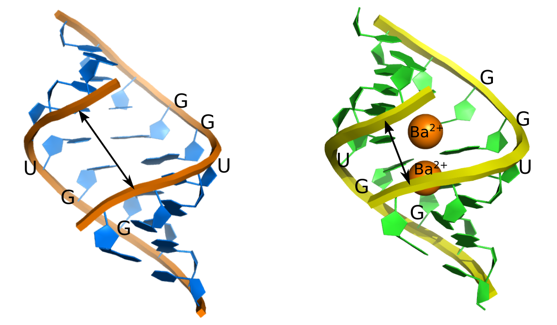 RNA-ion-interactions. Na rysunku przedstawiono dwa modele krystaliczne dupleksu zawierającego motyw UGG. Po lewej stronie przedstawiono strukturę helisy RNA wykrystalizowanej bez dwuwartościowych kationów. Po prawej stronie przedstawiono helisę RNA, którą wykrystalizowano w obecności jonów Ba2+. Na rysunku widać, że dwa jony znajdują się koło siebie w dużej bruździe helisy RNA. Powoduje to, że bruzda zawęża się w porównaniu do helisy bez jonów, przedstawionej po lewej stronie. Tę zmianę strukturalną oznaczono linią z podwójnym grotem. 