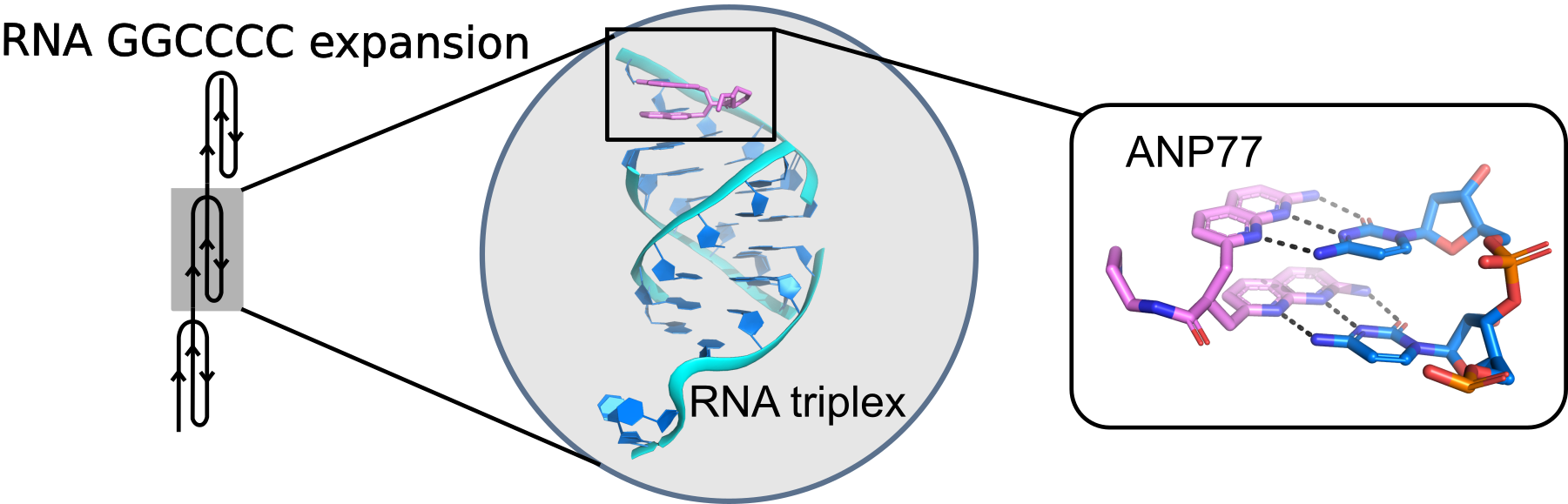 g2c4-interaction-with-ANP77. Na rysunku przedstawiono strukturę krystaliczną modelu RNA o sekwencji G2C4 oddziałującą z małą cząsteczką ligandu ANP77. W środkowej części, w kole, znajduje się model trójwymiarowy RNA składający się z czterech nici tworzący strukturę tripleksu z wystającymi dwiema resztami cytozyn na obu końcach cząsteczki. Na jednym z nich związany jest ligand. Szczegółowe oddziaływania pomiędzy resztami cytozyn a ligandem można zobaczyć po prawej stronie. Ligand zbudowany jest z dwóch jednostek naftyrydyn połączonych krótkim linkerem. Funkcje azotowe naftyrydyn są uwikłane w tworzenie oddziaływań wodorowych z dwiema resztami cytozyn. Ligand z cytozynami tworzą dwie pseudokanoniczne pary typu Watson-Crick. Po lewej stronie przedstawiony jest model, w którym zwielokrotnione powtórzenia heksanukleotydowe G2C4 tworzą strukturę tripleksu. Model został wygenerowany na podstawie przedstawionych badań krystalograficznych. 