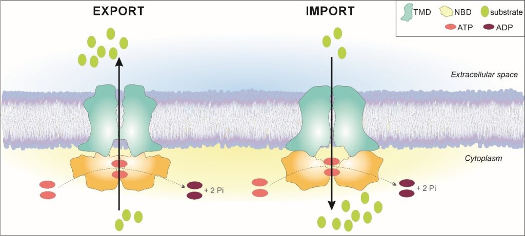 Abstrakt graficzny „Plant lessons: Identification of intrinsic and extrinsic factors determining higher plant ABC transporter directionality”