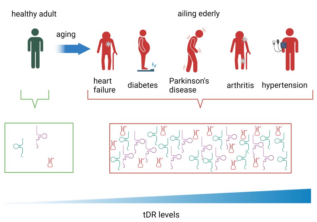 Graphic abstract of the publication "tRNA-Derived Fragments in Age-Related Diseases: A Systematic Review".