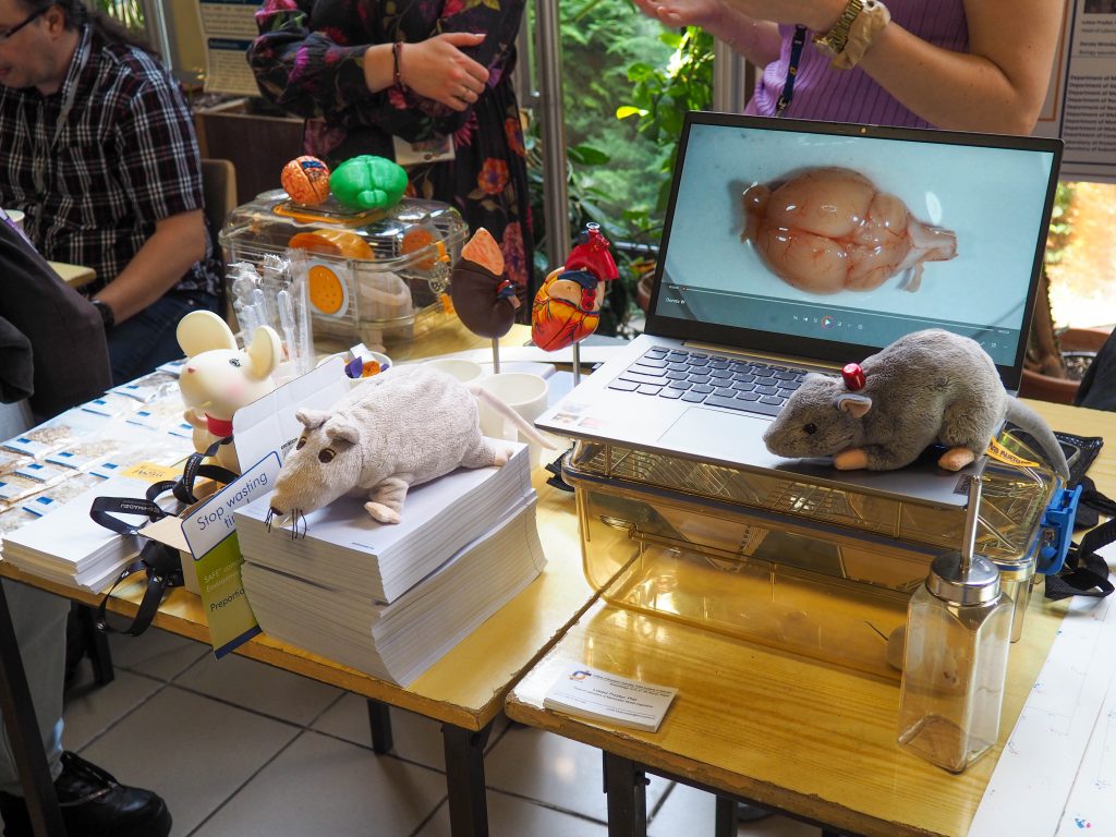 Pluszaki w kształcie szczurów na stoliku, obok jeszcze laptop, książki i modele mózgów