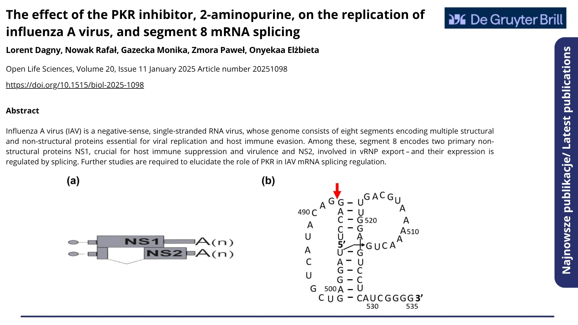 Najnowsze publikacje. Nagłówek: &quot;The effect of the PKR inhibitor, 2-aminopurine, on the replication of influenza A virus, and segment 8 mRNA splicing&quot;. Open Life Sciences, Volume 20, Issue 11 January 2025 Article number 20251098. Autorzy: Lorent Dagny, Nowak Rafał, Gazecka Monika, Zmora Paweł, Onyekaa Elżbieta. Poniżej abstrakt.