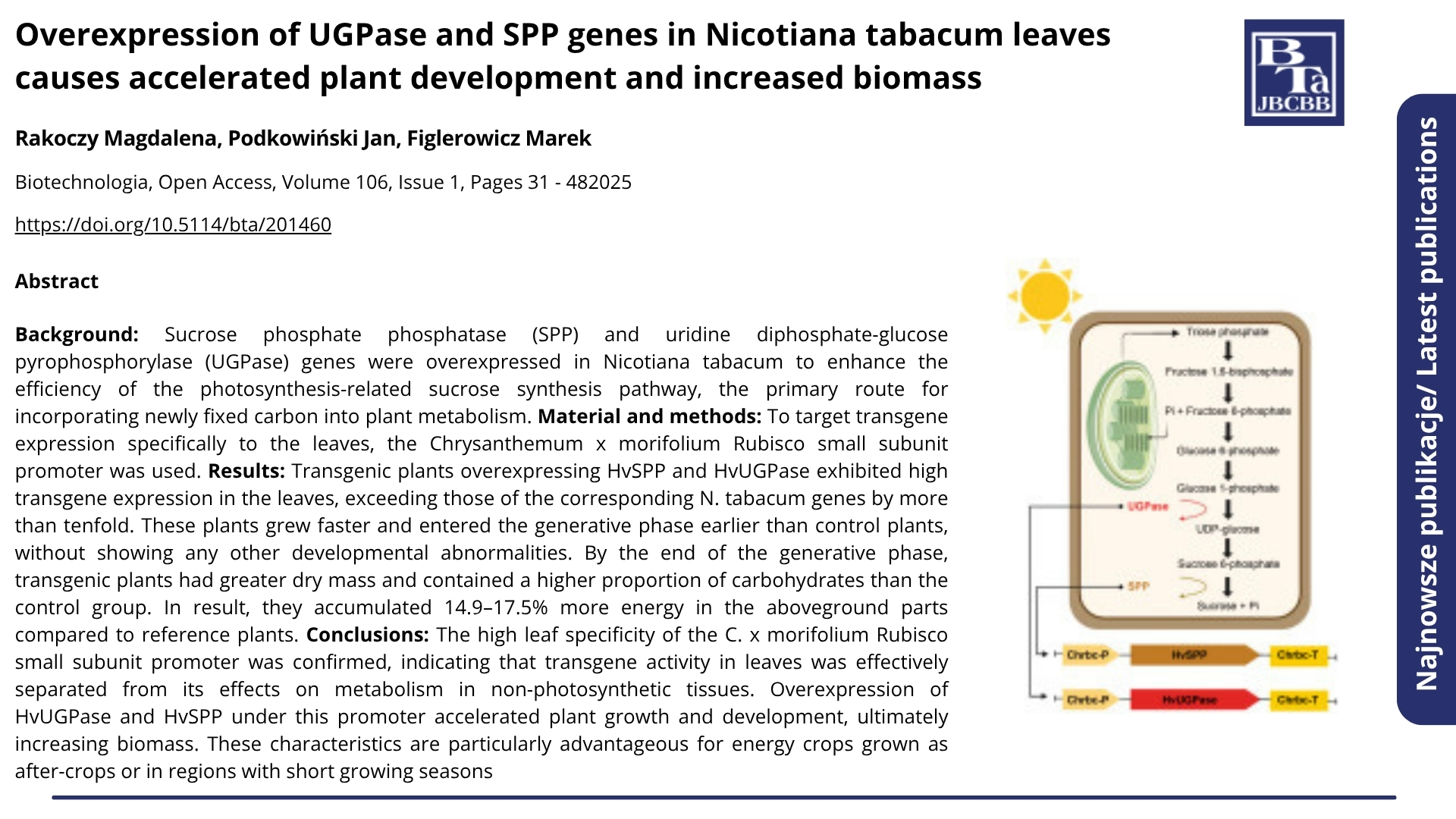 Najnowsze publikacje. Nagłówek: &quot;Overexpression of UGPase and SPP genes in Nicotiana tabacum leaves causes accelerated plant development and increased biomass&quot;. Biotechnologia, Open Access, Volume 106, Issue 1, Pages 31 - 48, 2025. Autorzy: Rakoczy Magdalena, Podkowiński Jan, Figlerowicz Marek. Poniżej abstrakt.