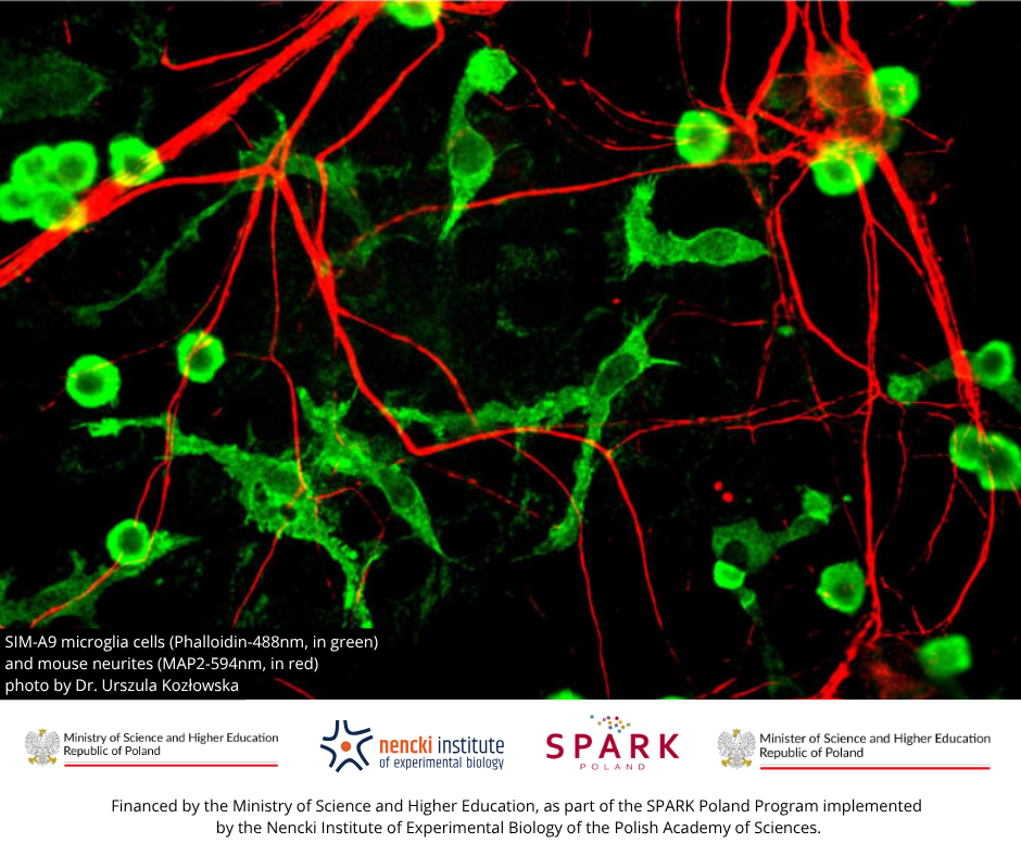 Graphic of SIM-A9 microglia cells (Phalloidin-488nm, in green) and mouse neurites (MAP2-594nm, in red), photo by Dr. Urszula Kozłowska. Below the logos of the Ministry of Science and Higher Education, the Nencki Institute of Experimental Biology of the Polish Academy of Sciences, the SPARK logo, the logo of the Minister of Science and Higher Education, and the inscription  "Financed by the Ministry of Science and Higher Education, as part of the SPARK Poland Program implemented by the Nencki Institute of Experimental Biology of the Polish Academy of Sciences".