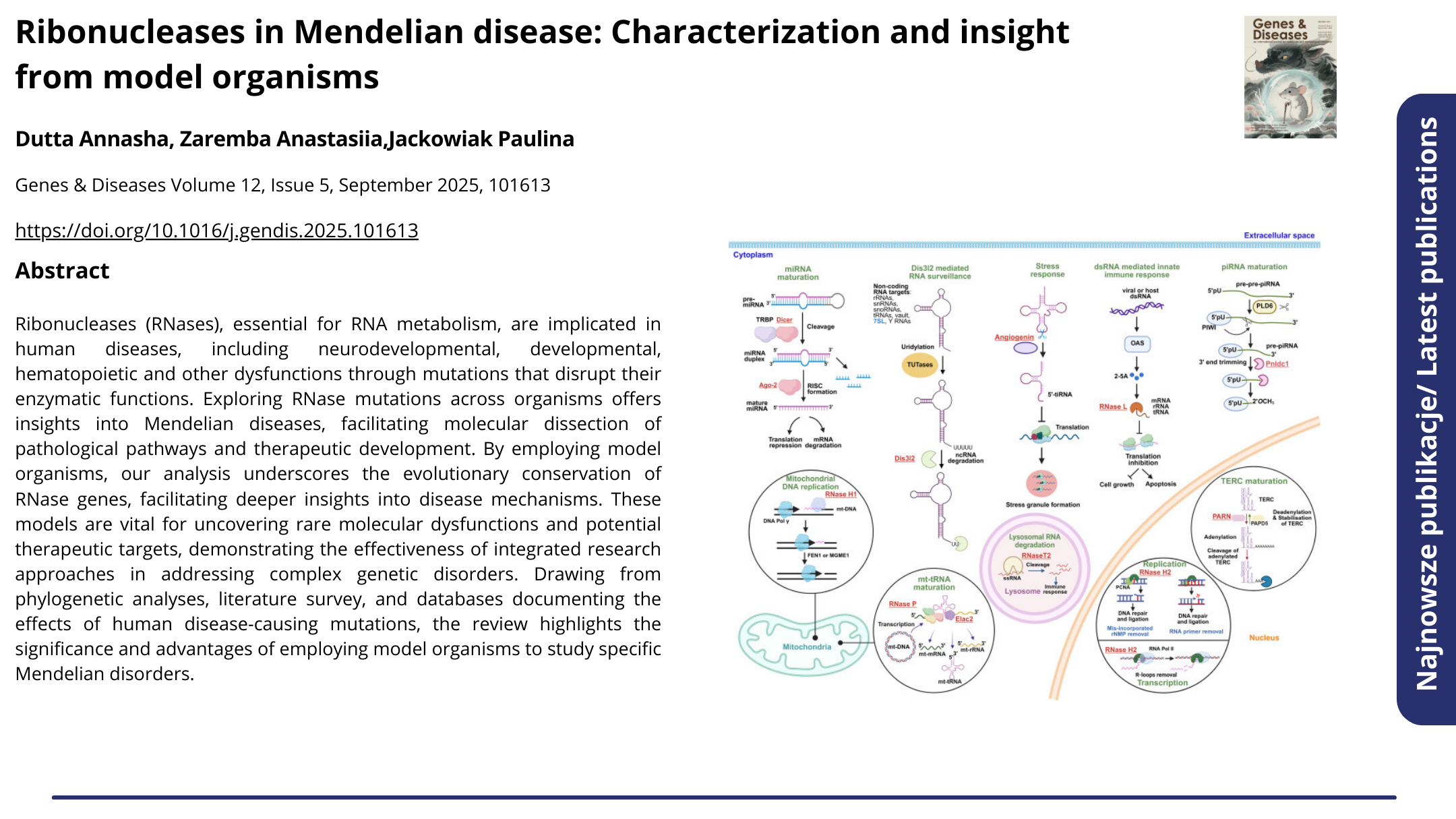 Publikacja Delivery strategies for RNA-targeting therapeutic nucleic acids and RNA-based vaccines against respiratory RNA viruses: IAV, SARS-CoV-2, RSV. Kliknij, by zobaczyć więcej.