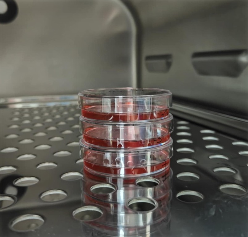  Three Petri dishes filled with pink culture medium, placed in an incubator.