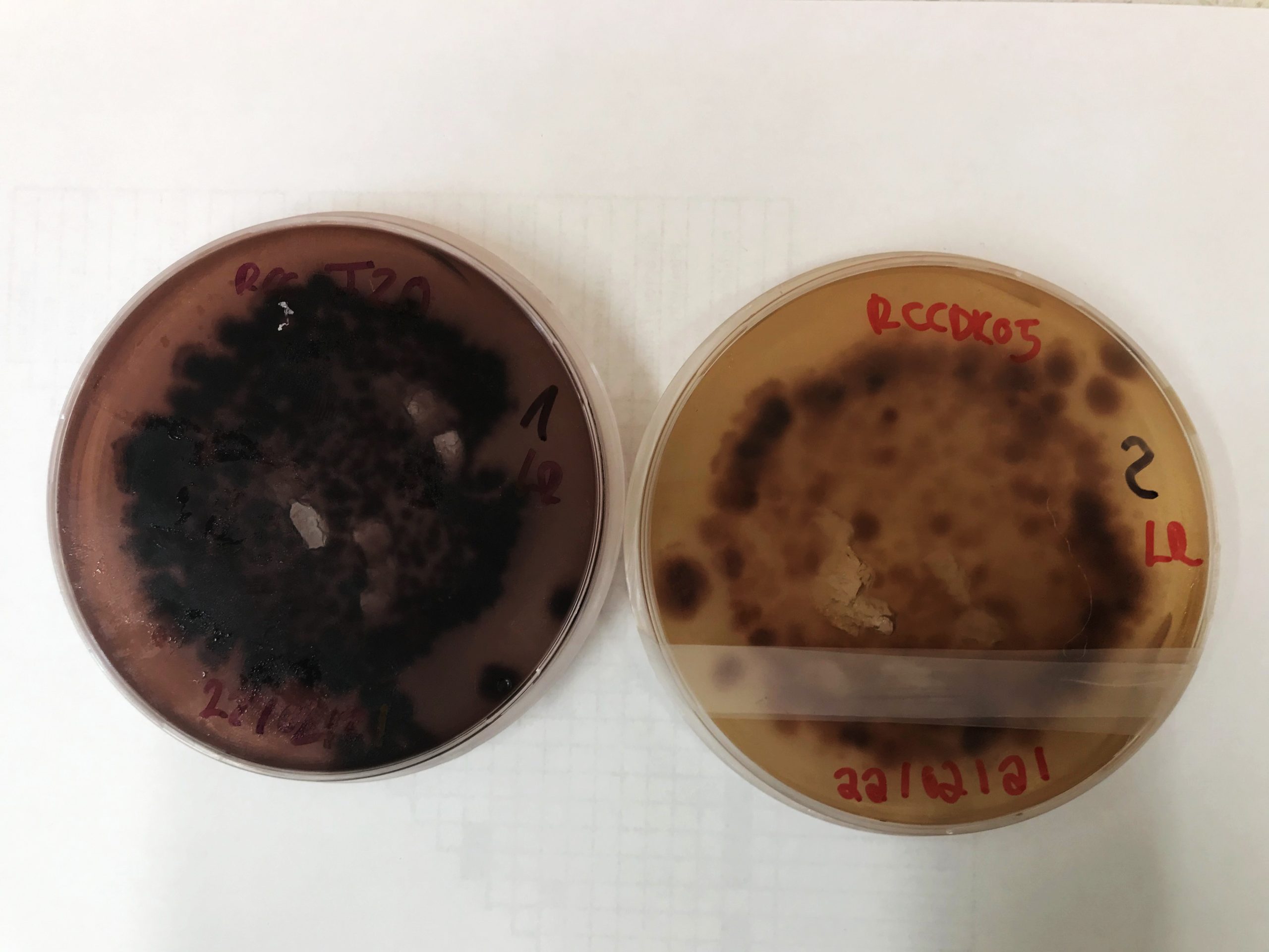 Biosynteza analogów produktów naturalnych - karmienie substratowe (model: Ramularia collo-cygni)  