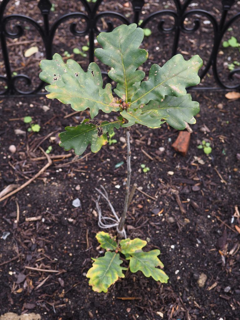 Photo of the Rus Oak clone from Rogalin in front of IBCH PAS