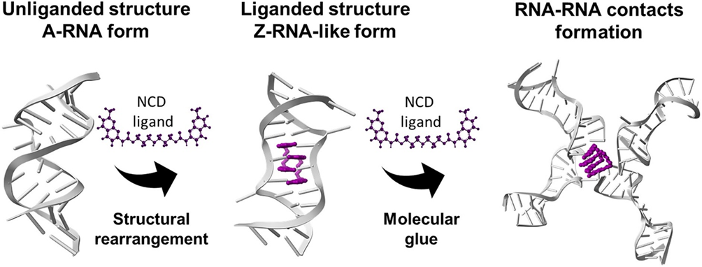 Graphical abstract showing RNA structural change upon ligand binding from A-form to Z-RNA-like form