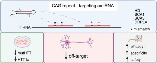 Schemat przedstawia terapię amiRNA ukierunkowaną na powtórzenia CAG w mRNA związane z chorobami neurodegeneracyjnymi (HD, SCA1, SCA3, DRPLA). Grafika pokazuje ograniczenie ekspresji mutowanych białek i efektów off-target oraz zwiększenie skuteczności, swoistości i bezpieczeństwa terapii.