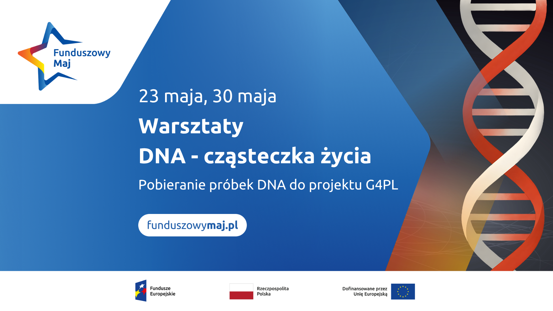 Grafika z logotypem Funduszowy Maj. Treść: "23 maja, 30 maja. Warsztaty DNA-cząsteczka życia. Pobieranie próbek DNA do projektu G4PL. Po prawej stronie grafiki biało-czerwona helisa. Na dole zestawienie znaków Funduszy Europejskich